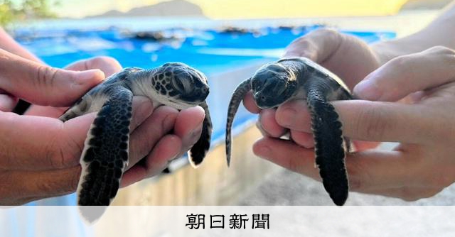 アオウミガメの赤ちゃん、1年育てて故郷へ すみだ水族館がつなぐ