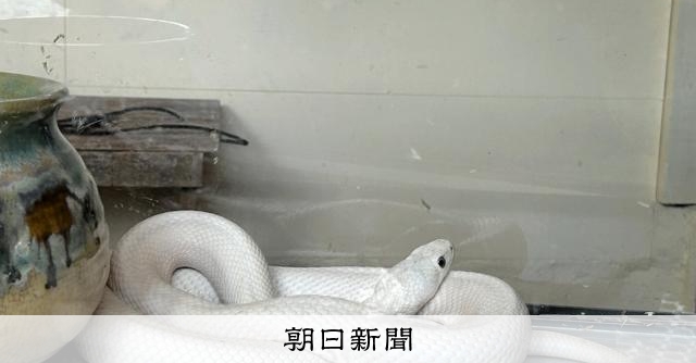 WHO脱退 彼は幸運の白蛇か、荒れ狂う大蛇か [福岡県]：朝日新聞