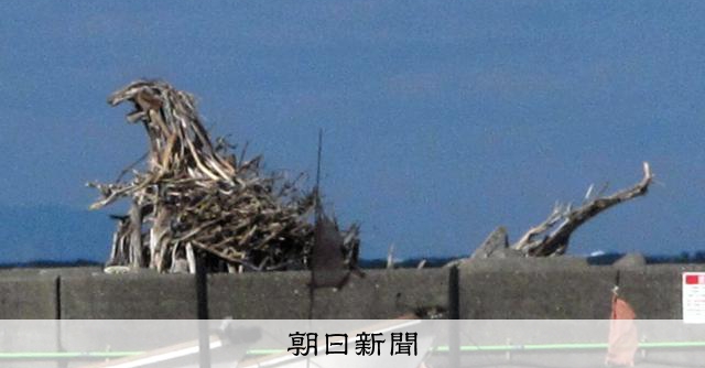 流木(瀬戸内海)