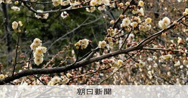 横浜・三渓園で梅の花が見ごろ 2月下旬が開花のピーク [神奈川県