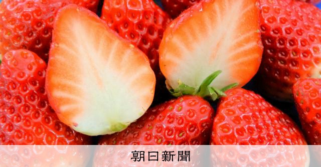 いちごさん確認用 8101-50087cp.jpg