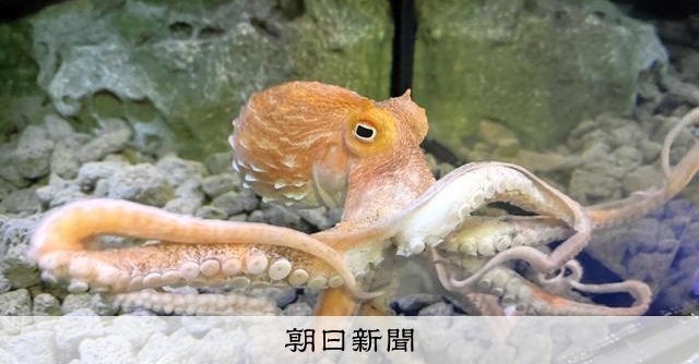 正式な分類や学名のないタコ、水族館に 地元で知られた存在も謎多く