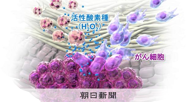 「毒」から逃げろ、がん転移の始まりの一端を解明 京大がマウス実験:朝日新聞