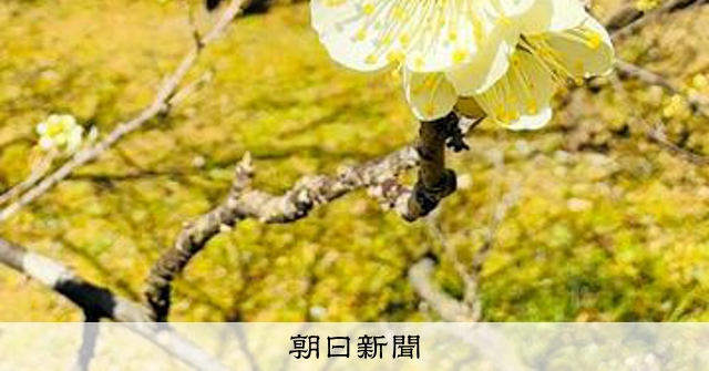 紅白の梅の甘い香り、メジロも集まる 高知・宿毛の楠山公園 [高知県