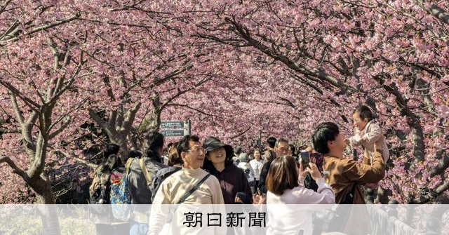 川沿い彩る850本「早咲きの河津桜」 寒波で足踏み、ようやく満開 [静岡