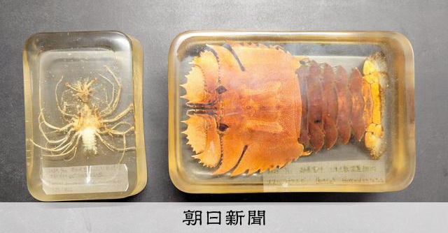 標本に注ぐ 漁師の愛 [高知県]：朝日新聞