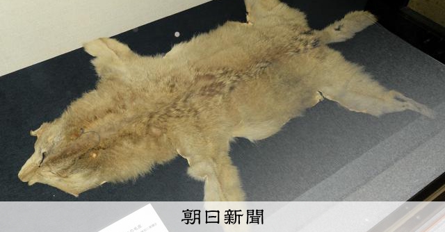 獣牙　根付　呪物　ニホンオオカミ　熊 くま ご り 獣牙 根付 呪物 ニホンオオカミ 熊 Line