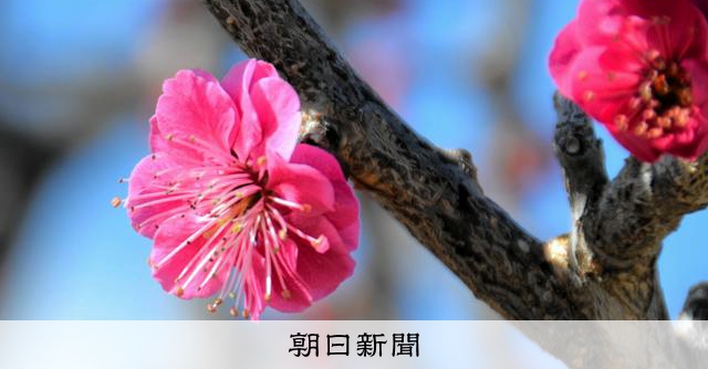 太宰府から贈られた梅 今年はやっと満開の兆し [岩手県]：朝日新聞