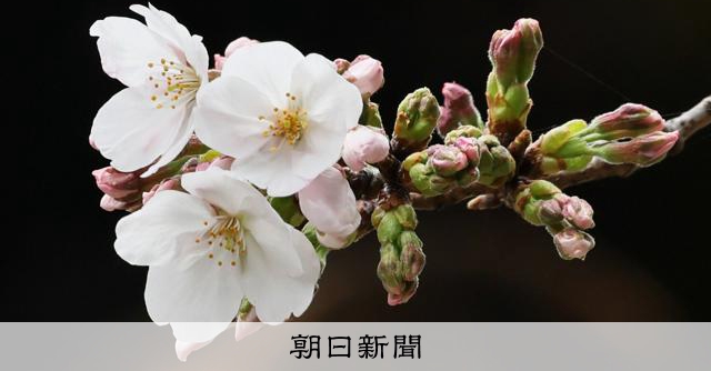 桜満開 _117769189_gettyimages-