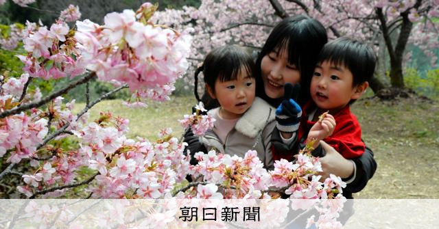 ピンクと黄色の共演 小豆島の農園で河津桜とミモザが見ごろ [香川県