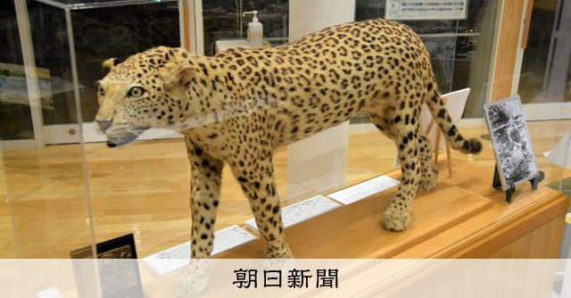 ハチに託す平和への思い 上野動物園で毒殺されたヒョウの銅像建立へ