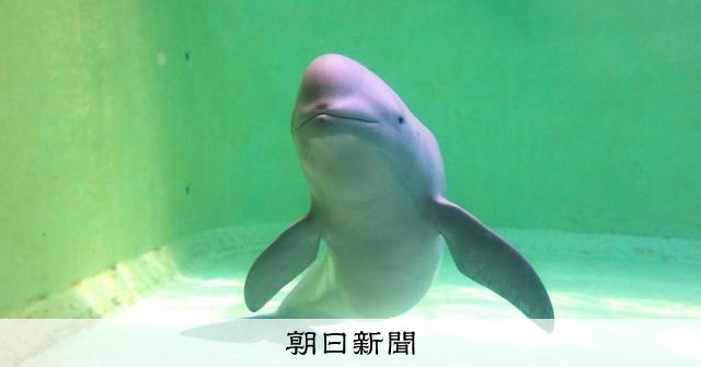 国内初人工哺育のスナメリが死ぬ 「ガラス越しのまなざし愛らしく