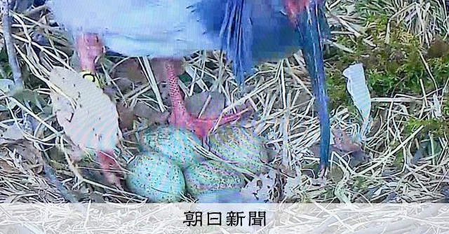 いしかわ動物園で国の特別天然記念物・トキのひな誕生 16年連続 [石川