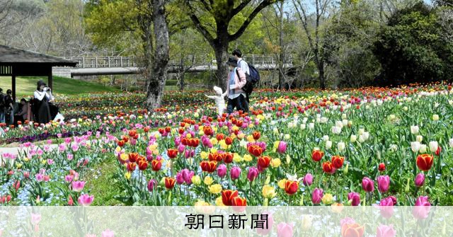 ネモフィラ、チューリップ咲き始める 香川・まんのう公園 [香川県