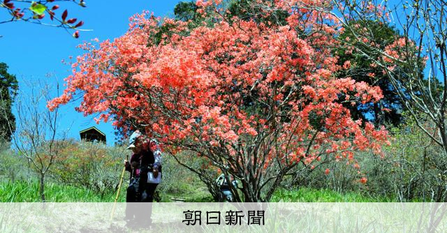 地域で守るヤマツツジが見頃 寄居・金尾山 [埼玉県]：朝日新聞