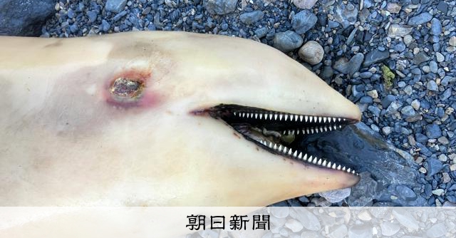 歯がズラリ 身元判明 [高知県]：朝日新聞