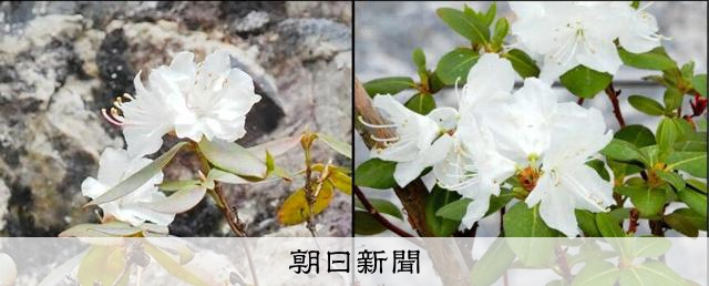 ツツジの咲く頃(フレーム付き) 1100キロ離れて咲くそっくりツツジ、日韓はゲノムから謎に迫った：朝日新聞