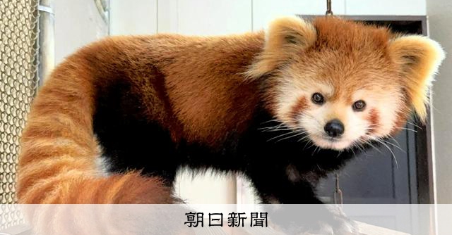 大森山動物園にレッサーパンダ「令花」が仲間入り 繁殖に期待 [秋田県