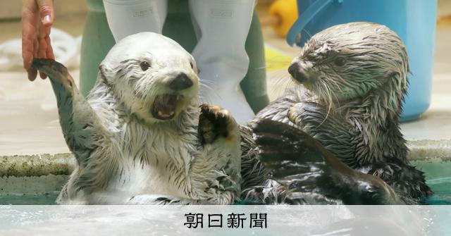 最前列の観覧時間は1分 メイちゃん、キラちゃん目当てに長蛇の列 [三重