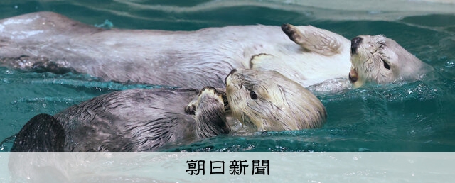 最後の2頭、魅せる1分 鳥羽水族館のラッコ：朝日新聞