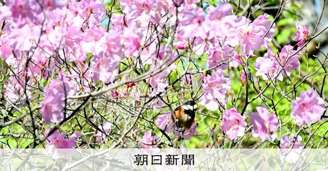 春風に揺れるピンクの花々 諸塚山でアケボノツツジ見頃 [宮崎県]：朝日新聞