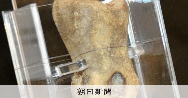 変な形の石」は化石、小学6年の双子が海岸で 半世紀ぶりの発見 [秋田県