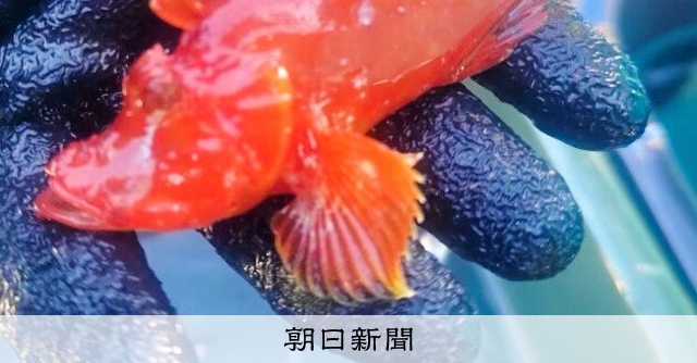 幻の魚ナミダカサゴ、半世紀ぶり採集 さかなクンが新江ノ島水族館へ