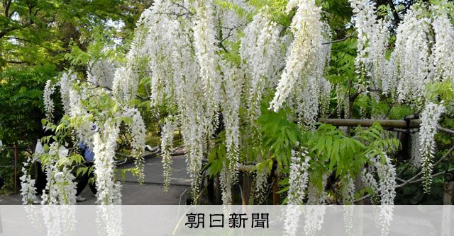万葉集の花、どれが好き？ 歌の世界味わい散策 奈良・春日大社