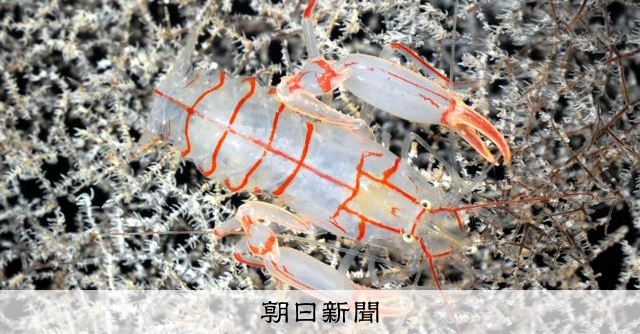 深海で見つけた新種、エビの名は？ 赤い模様で型破りな「かぶき