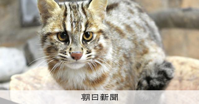 絶滅危惧種 ヤマホウズキの完熟実80個(今期最後) 絶滅危惧種 ヤマホウズキの完熟実80個(今期最後) ヤマホオズキ 絶滅