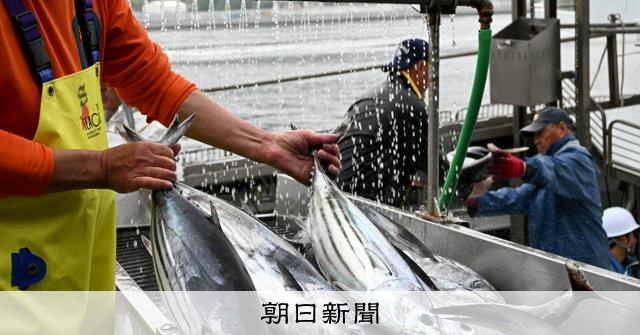 生鮮カツオ水揚げ日本一の「カツオのまち」で、初夏告げる初ガツオ
