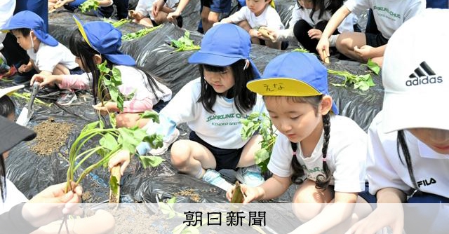 大きく育って 短大生と園児ら、サツマイモの苗を植え付け体験 山口
