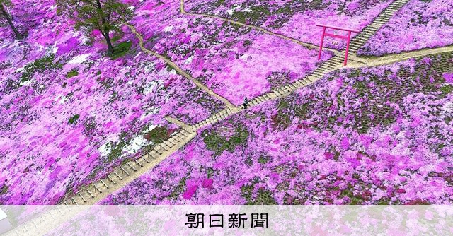 ドローンで見たシバザクラ、国内最大級の波打つピンクの斜面 北海道