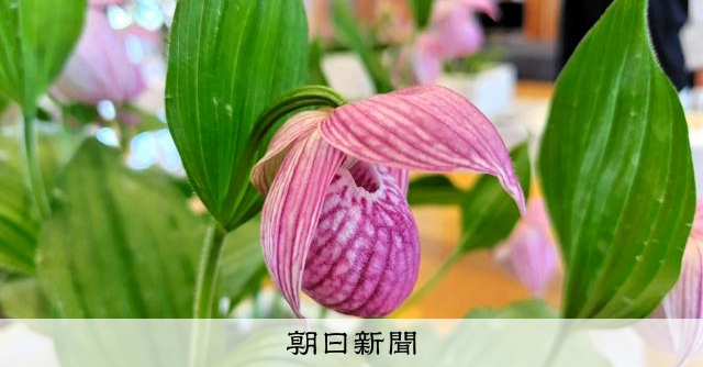アツモリソウ(釜石産純白花) アツモリソウ(釜石産純白花) 白花中国アツモリソウ-アツモリソウ・野生