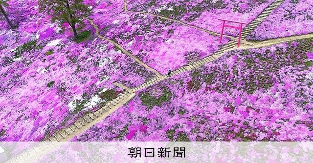 波打つピンクのじゅうたん シバザクラが見ごろ 北海道・大空：朝日新聞