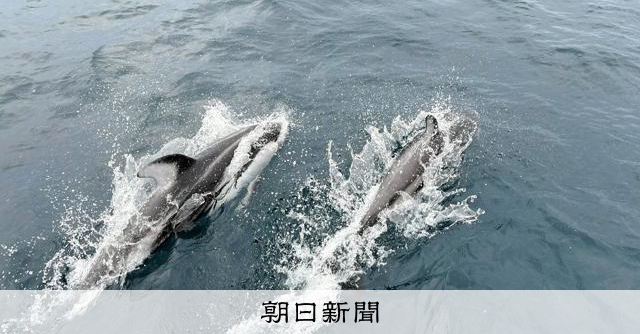 イルカのジャンプ、求愛活動？ 陸奥湾のイルカウォッチング本格化