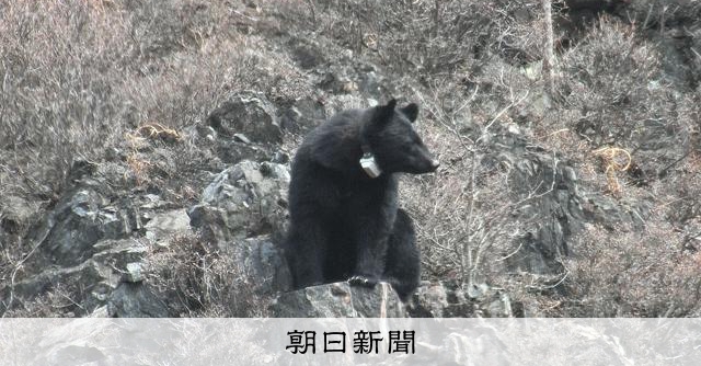 花咲く森の道、クマさんは避けている？ のべ161頭分の調査で判明