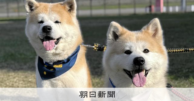 ハチ公は駅で、ぼくらは空港でお出迎え！ 秋田犬2頭を空港長に任命