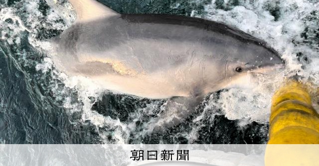 あん様 確認ページ イルカさん 🐬可愛いイルカさん🐬 ⁡ 先日お越しいただいたわかすぎ保育園の年長