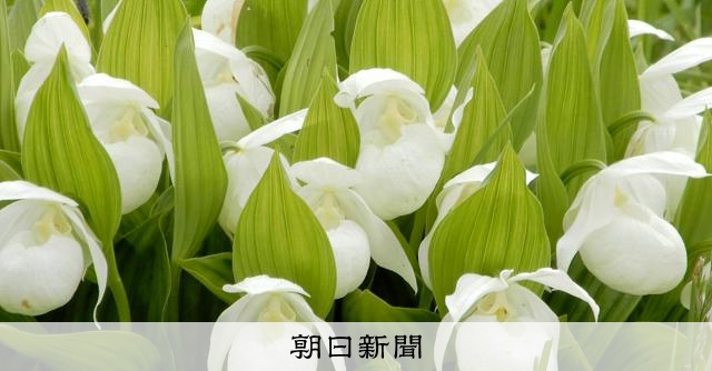 花の浮島レブンアツモリソウ 絶滅リスク低下も「安心できない