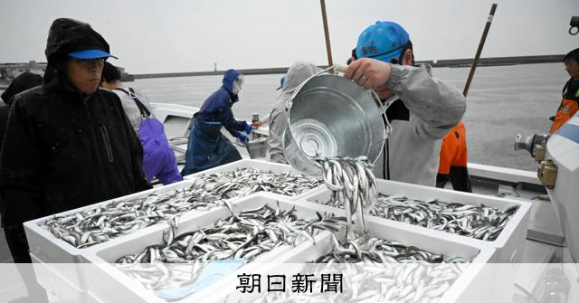 初夏の風物詩、刺し身に天ぷらに　広島で小イワシ漁解禁、獲れ高は？：朝日新聞