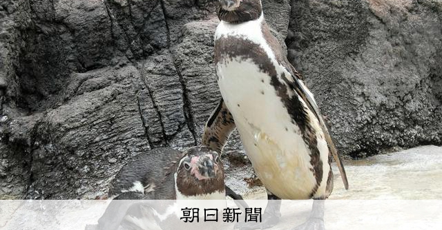 フンボルトペンギンが30年貫く純愛…ご長寿の2羽に願う「真珠婚」 [三重