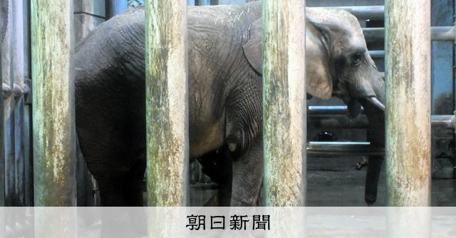 ZOOMOのゾウ「マオ」、2回目の人工授精は失敗 3回目調整へ [岩手県