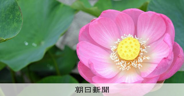 今年も咲き始めた「大連古代蓮」、午前中までが見頃 松山市考古館