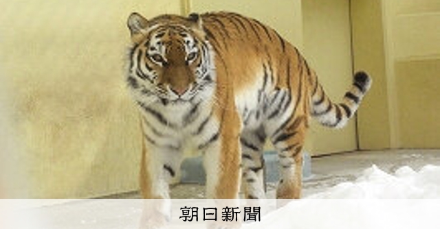 障害と生きたアムールトラのココア死ぬ 仮死状態で生まれ17年