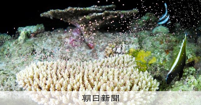 ピンク系色の珊瑚7粒 楽天市場】ピンク 珊瑚 数珠の通販