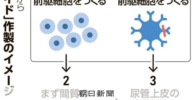 ヒトのiPS細胞から「ミニ」尿管できた 熊本大、人工腎臓にも期待 [熊本