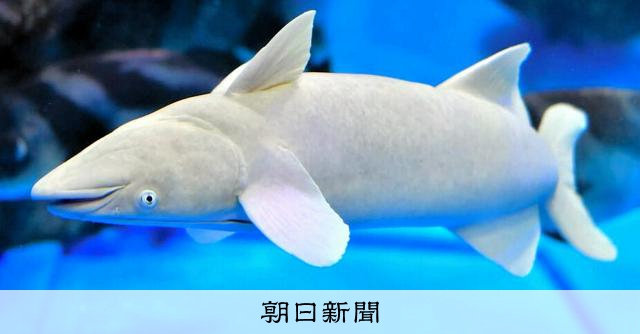 水槽の底で拾い食い…ナガコバンがメタボ体形に「現在ダイエット中