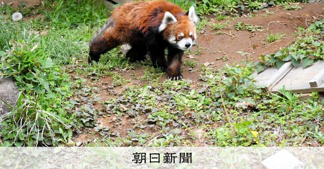 レッサーパンダ風太もうすぐ22歳、誕生会を生中継へ 国内最高齢