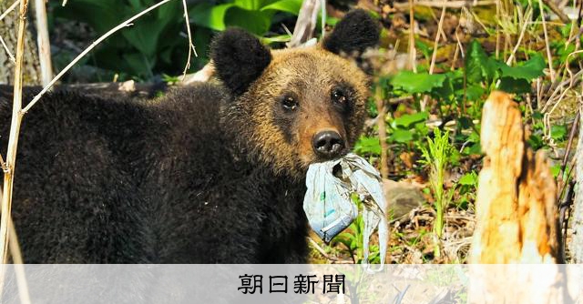 飼い犬食べるヒグマ 変わる人との距離 知床、40年「奇跡的」でも